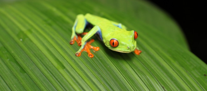 Costa Rica frog on a leaf