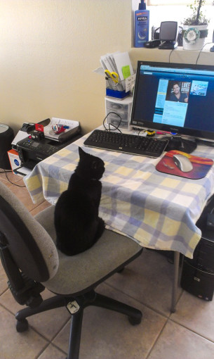 cat-working-on-computer