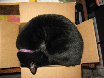 Jade cat curled up in shipping box
