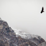 Torres del Paine Bird Flying over Mountains