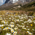 Torres del Paine Flowers and Mountain