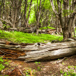 Torres del Paine Log in Forest