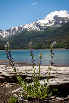 Conguillio National Park with Flowers Lake and Mountains
