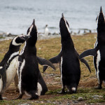 Penguins at Isla Magdalena
