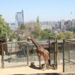 View of Santiago and a Giraffe from the Zoo on San Cristobal Hill