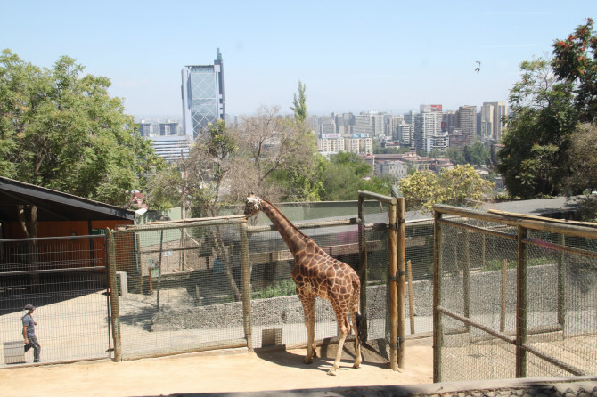 View of Santiago and a Giraffe from the Zoo on San Cristobal Hill