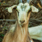 Siete Tazas goat on side of road
