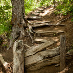 Trail Stairs in the Forest