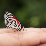 Butterfly with 88 on its Wings
