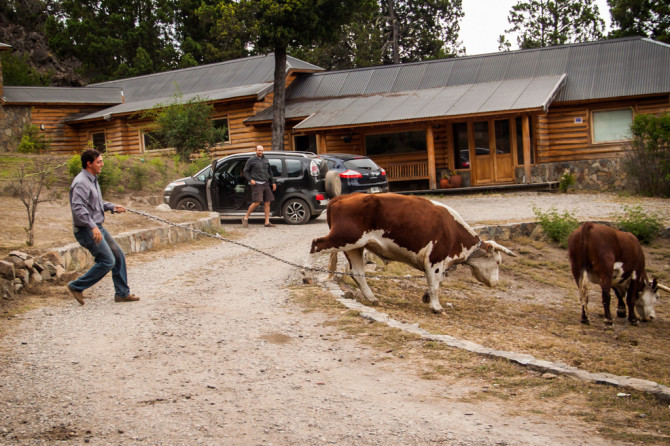Friend Taking Bulls for a Walk in Patagonia