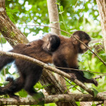 Monkey with a Baby on its Back at Iguazu Falls