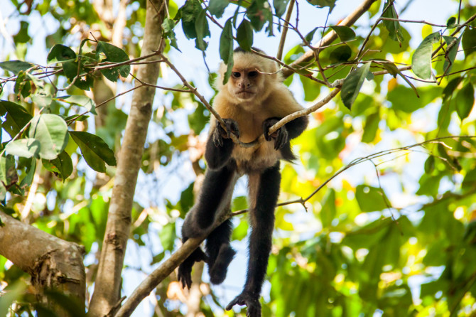 Costa Rica Monkey In Tree