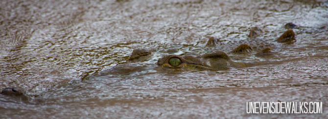 Crocodile Eyes Slinking Through River