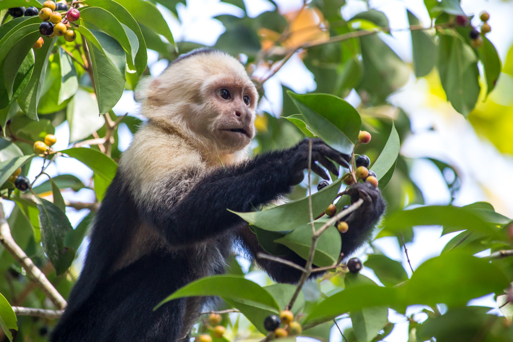 Does monkey. Обезьяны Кана ветках. What Monkey eats. Berry Monkey. Monkey Bye.