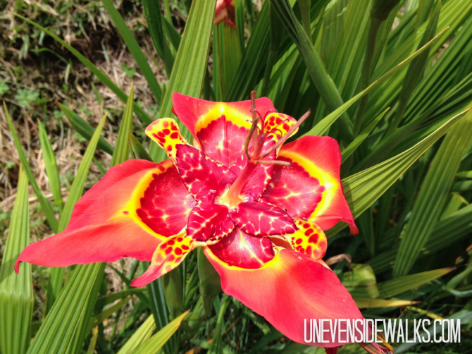 Beautiful fiery flower at gardens