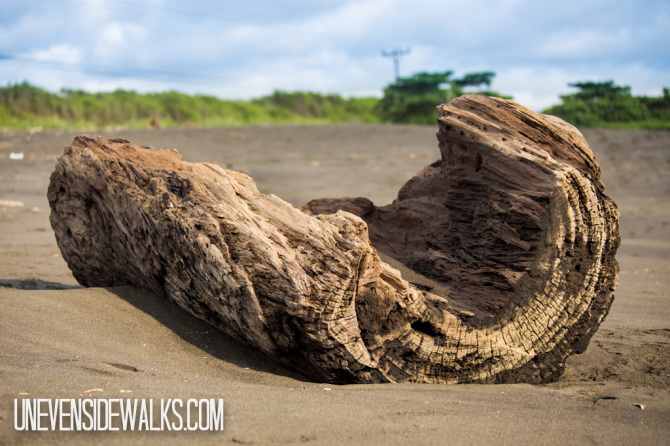 Driftwood Log on Beach in Costa Rica