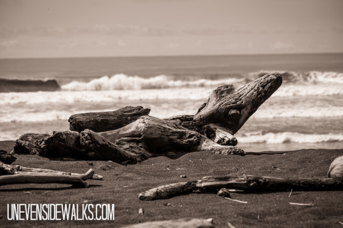 Driftwood Logs with Waves in the Background