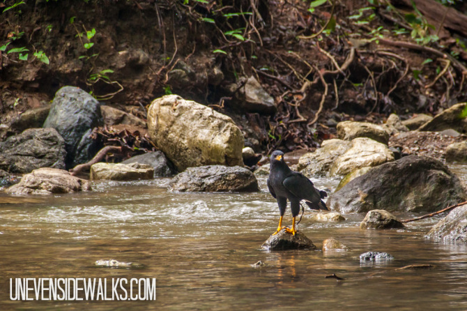 Black Falcon in Corcovado River