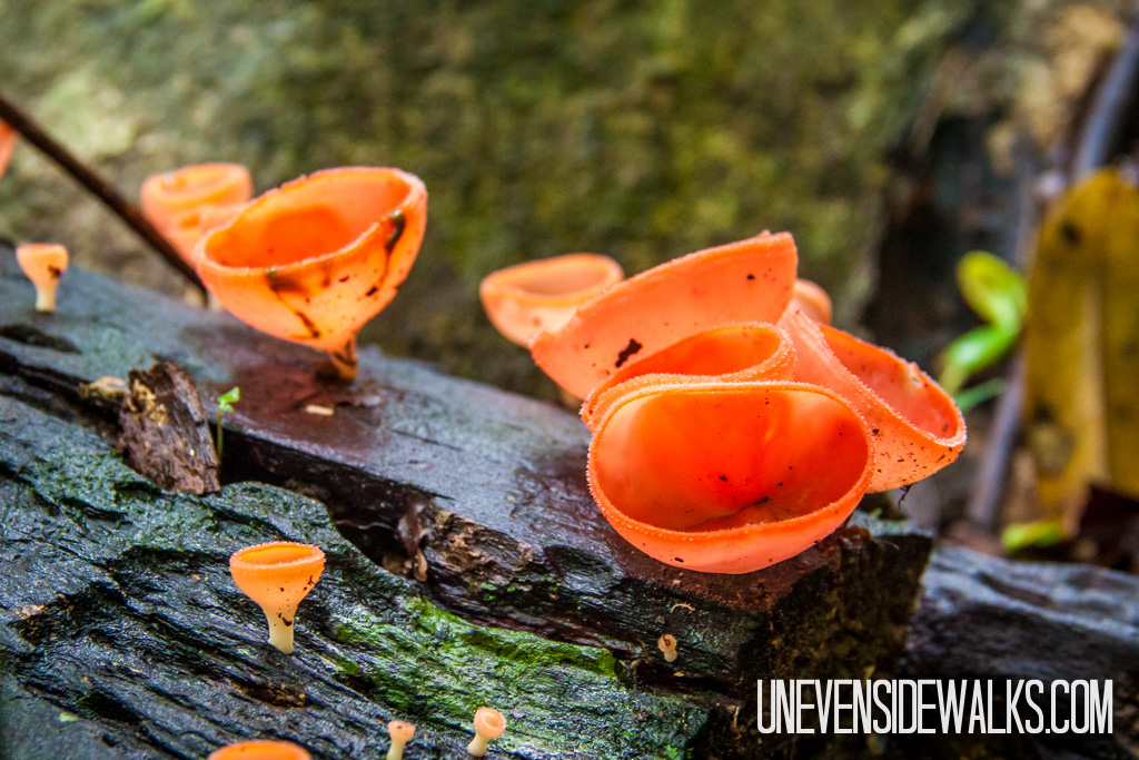 Orange Cup Mushrooms on Log