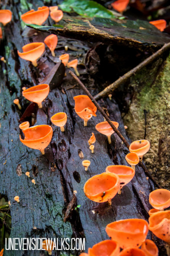 Orange Cup Mushrooms