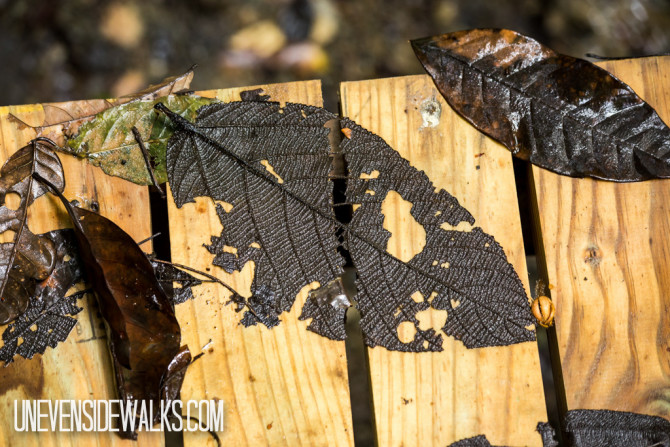 Leaves on Wooden Trail