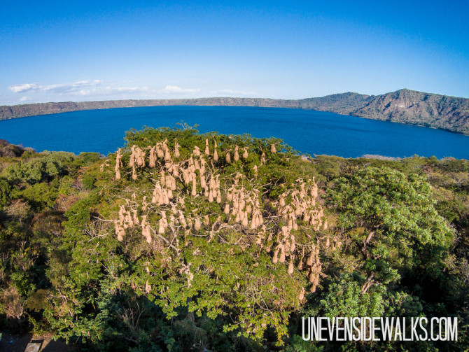 Oropendola Nest Overlooking Laguna de Apoyo