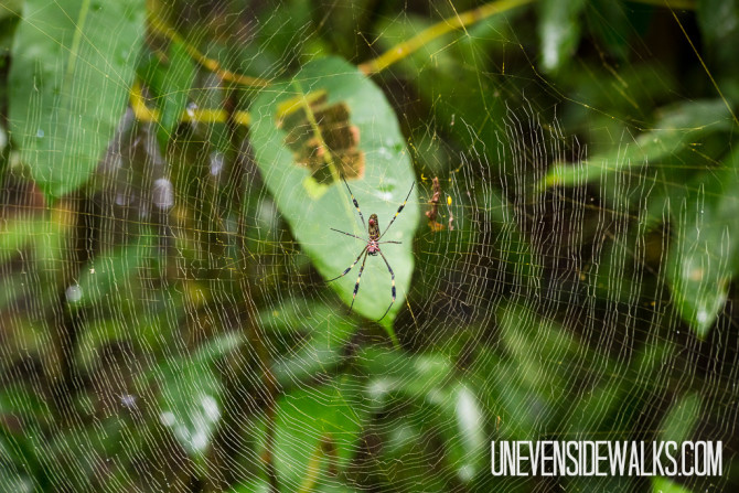 Amazing Spider Web