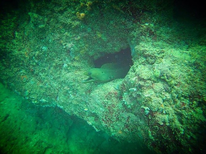 Eel sticking its head out of a rock