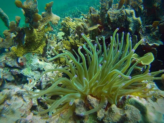 SCUBA Diving Photo of Sea Anemone