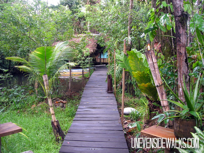Wooden Walkway Through the Jungle