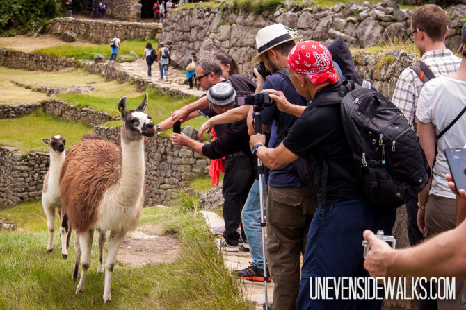 Tourists Taking Pictures of Llamas at Machu Picchu, Peru