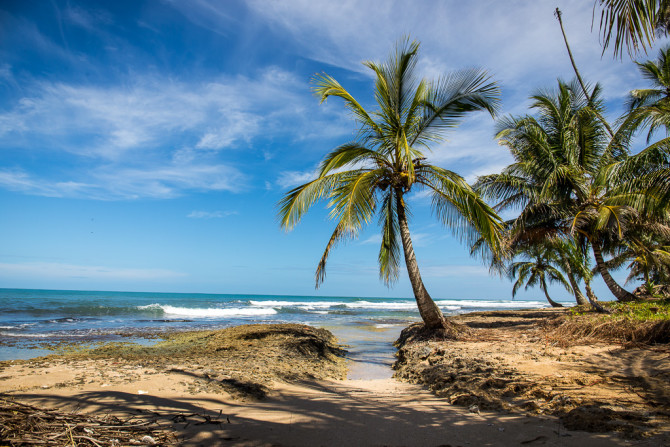 Beach Palm Tree in Latin America