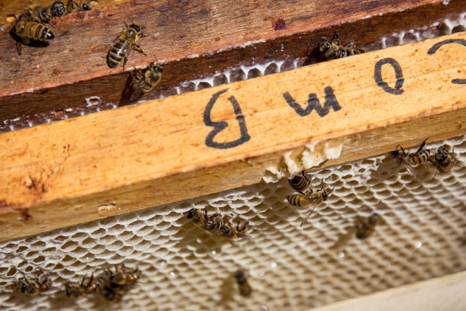 Bees Making Honey On Honeycomb