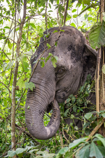 Elephant Hiding in the Jungle Trees