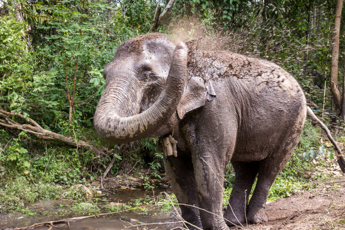 Elephant Spraying Muddy Water