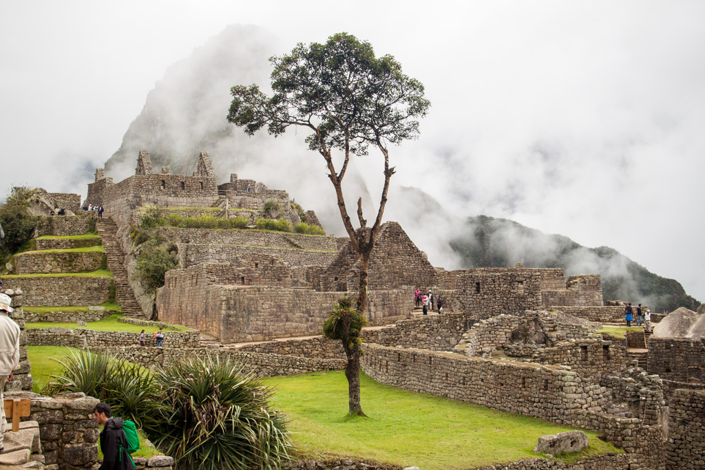 Famous Tree at Machu Picchu
