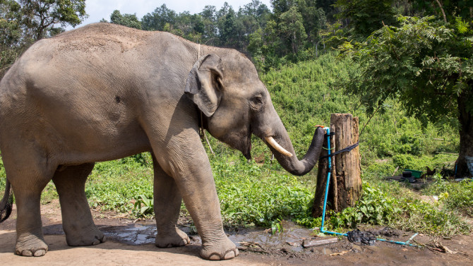 Smart Elephant Drinking from Hose Spigot