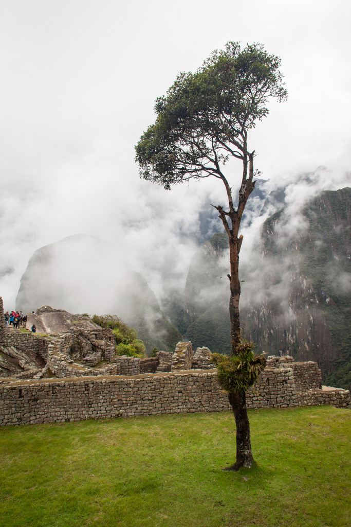 Tree at Machu Pichhu