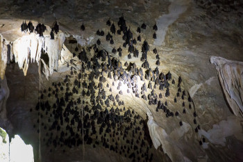 Bats inside the Cave