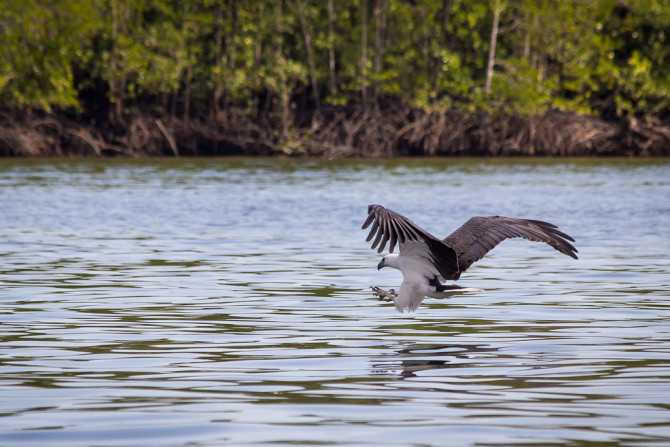 Eagle Flying