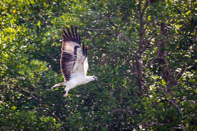 Eagle Flying with Mangroves