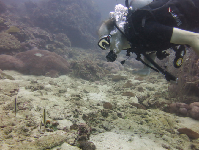 Landon looking at Razor fish underwater