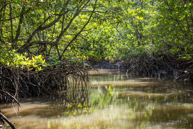 Mangrove Canal in the Geopark Langkawi