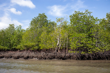 Mangrove Shoreline Langkawi Geopark