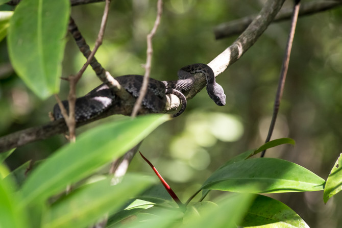 Pit Viper in Mangrove