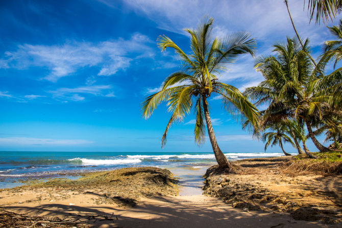 Palm Tree over Costa Rican Beach