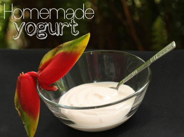 homemade-yogurt
